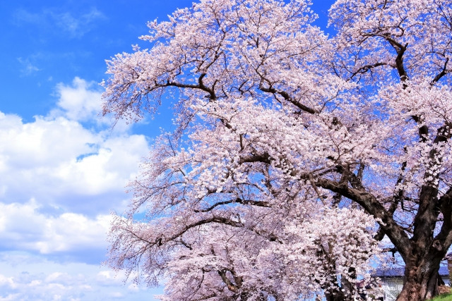 配偶者居住権の創設　　　港北区の司法書士のブログ　　